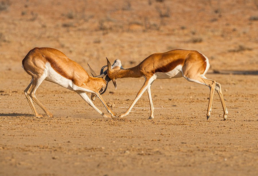 Springbok antelope