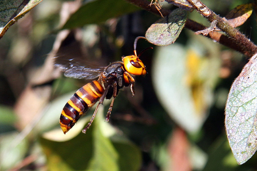 Asian giant hornet in flight