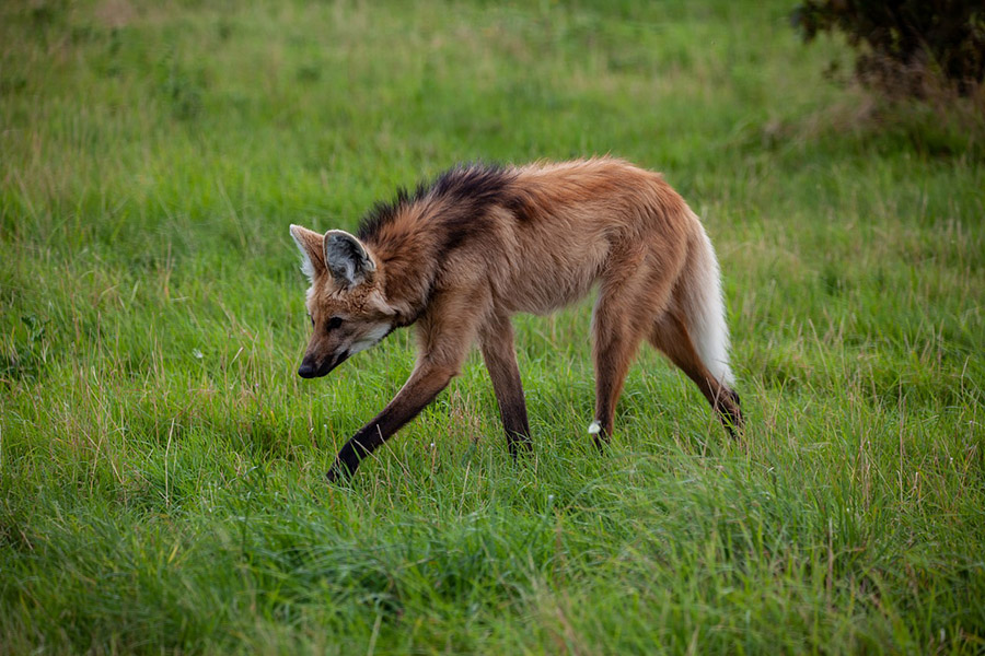 Wolf sizes - Maned Wolf