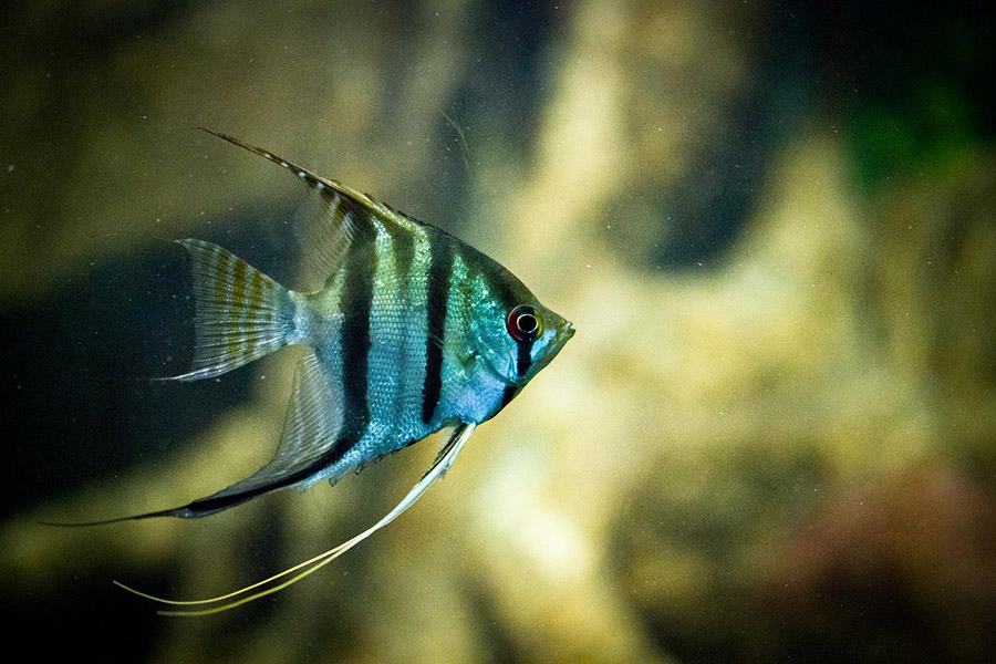 Angelfish - freshwater