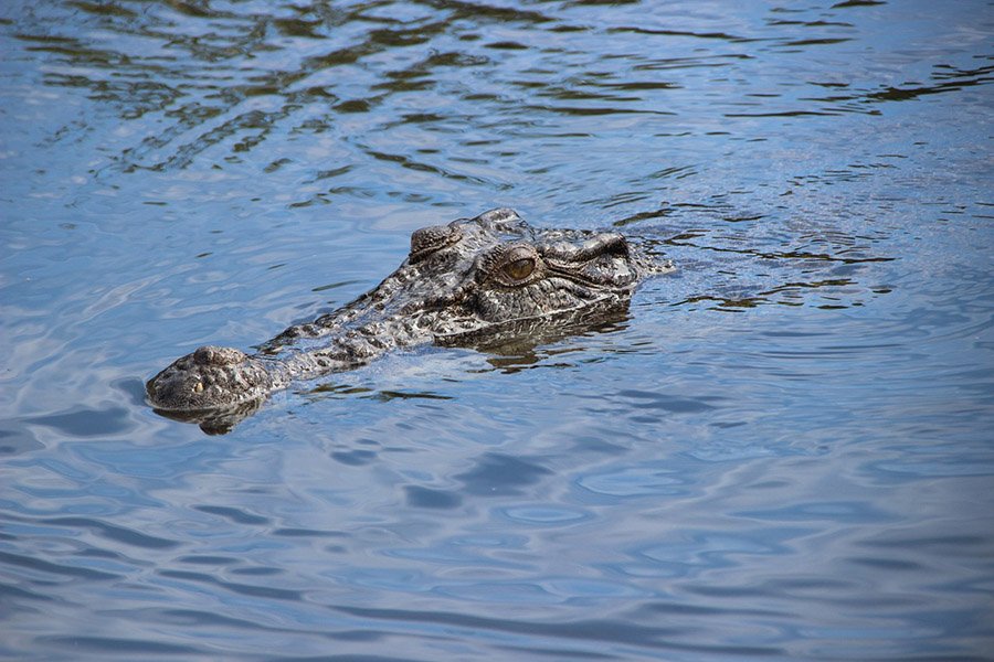 A crocodile in an Australian river