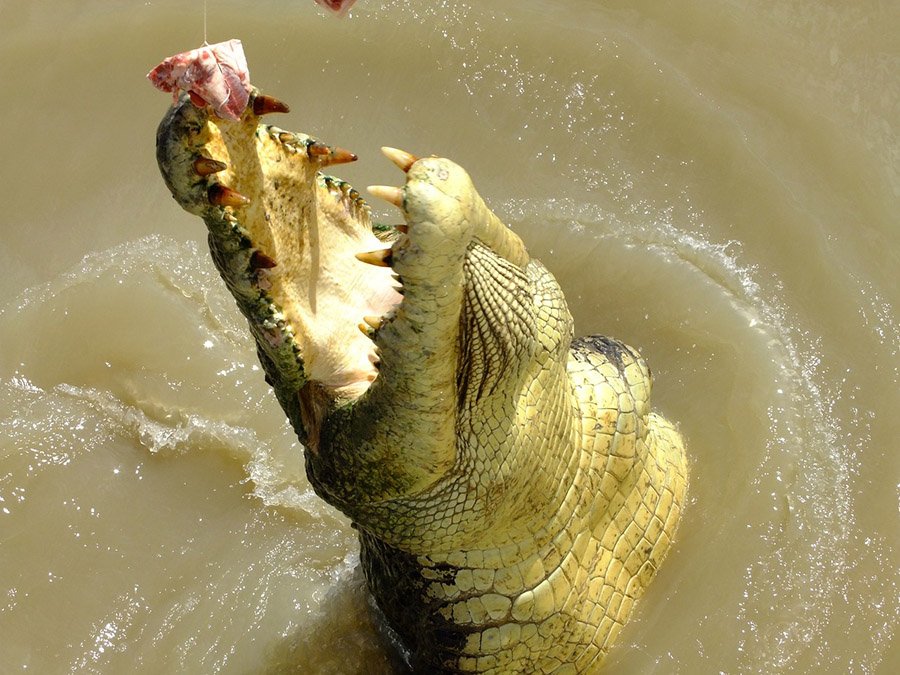 A saltwater crocodile in Australia