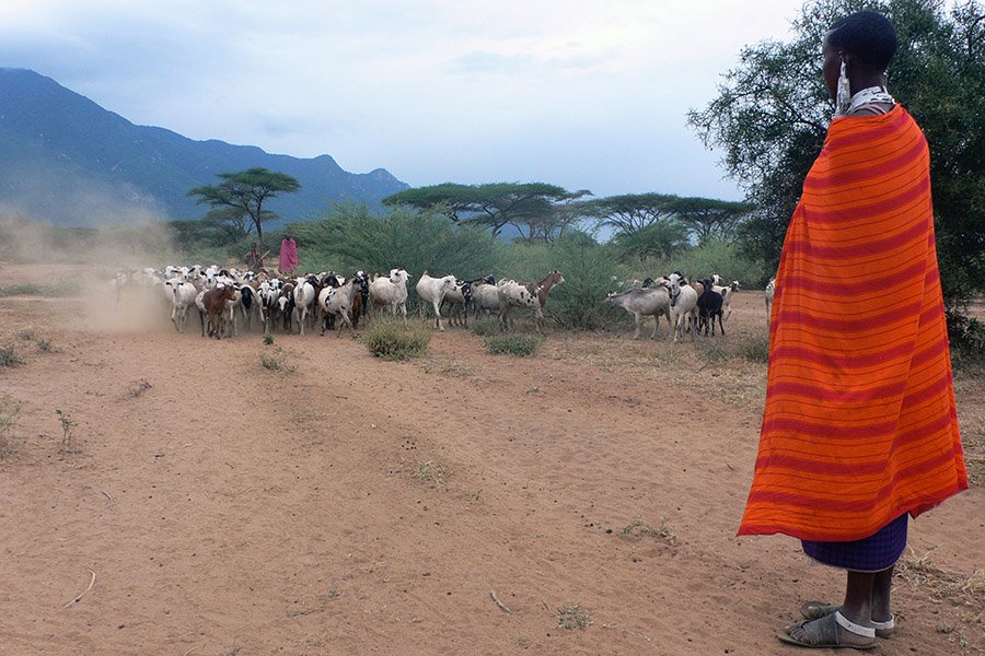 African Wild Dog Predators - Humans