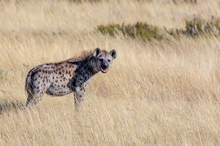 African Wild Dog Predators - Hyena