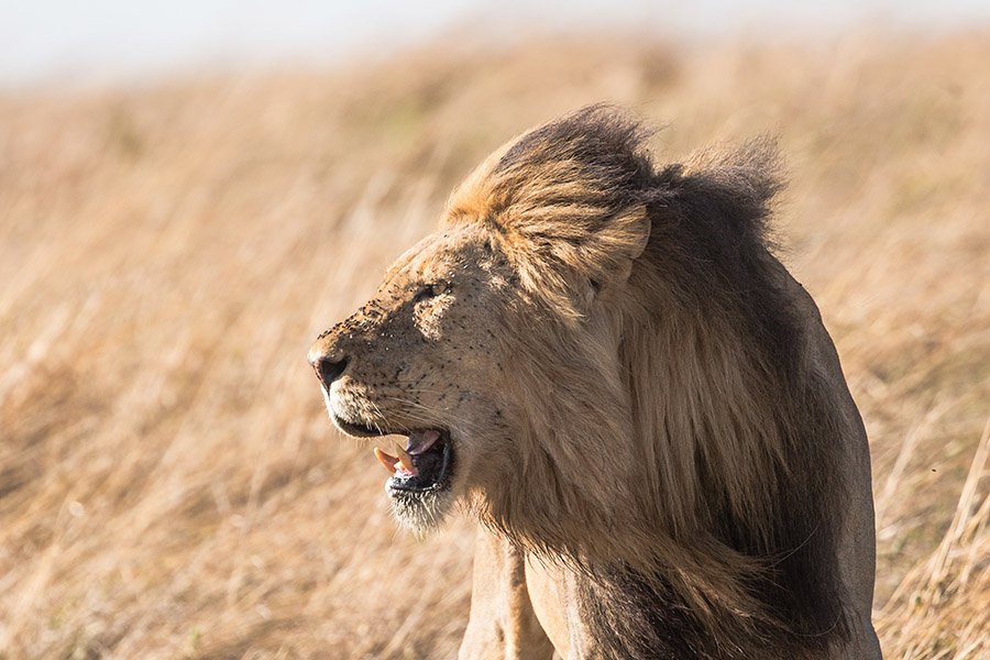 African Wild Dog Predators - Lion