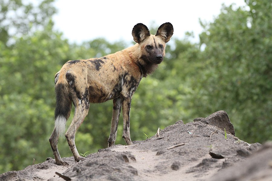 African Wild Dog on a hill