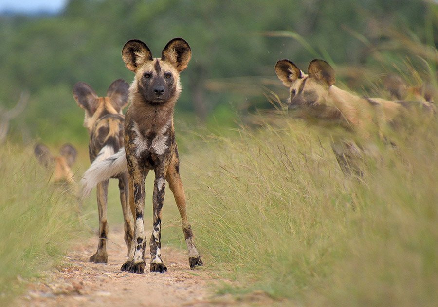 African Wild Dog pack in tall grass