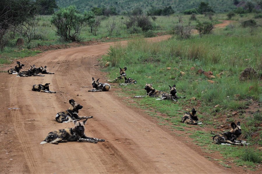 African Wild Dog pack