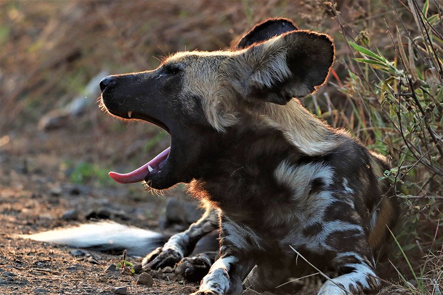 African Wild Dog resting and yawning