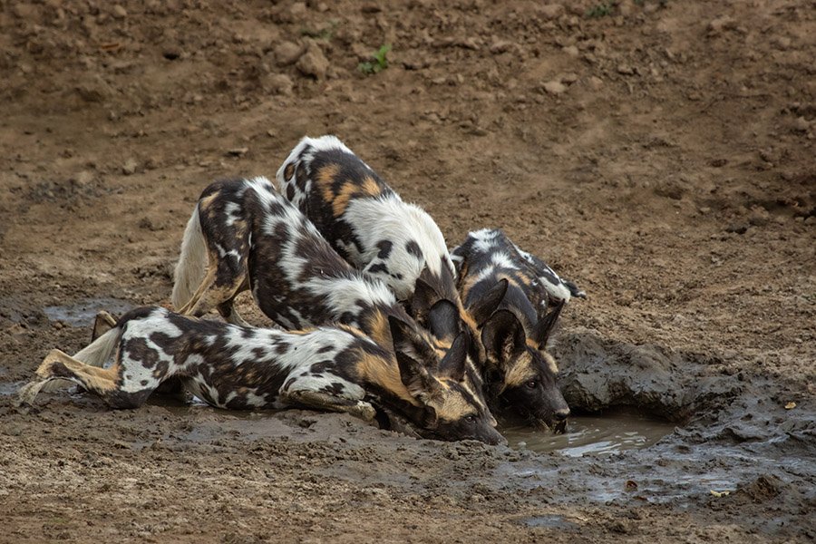 African Wild Dogs drinking