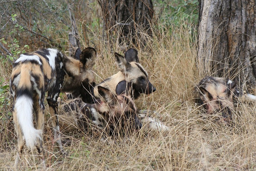 African Wild Dogs in tall grass