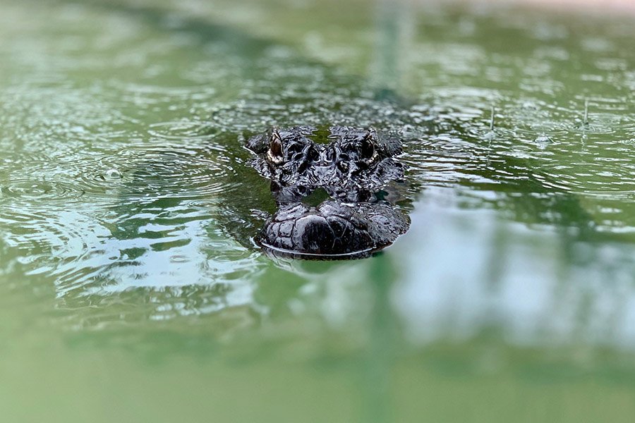 Alligator approaching in water