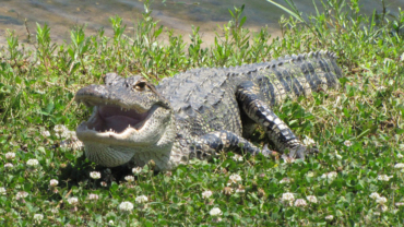 Alligators - 30 Amazing Facts, Info & Pictures