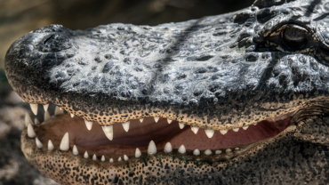 What is an Alligator's Bite Force? How Does it Compare With Other Animals?