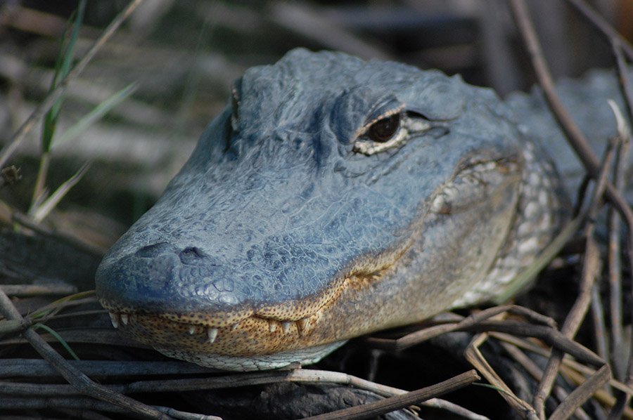 Alligator in its nest