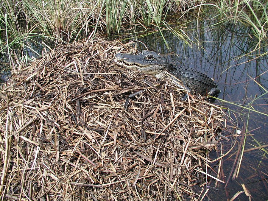 Alligator nest