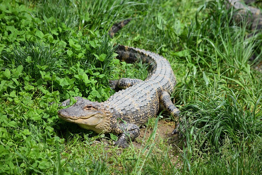 Alligator on land