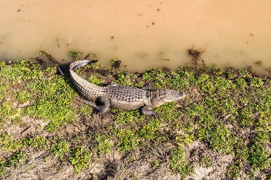 Alligator on the river bank