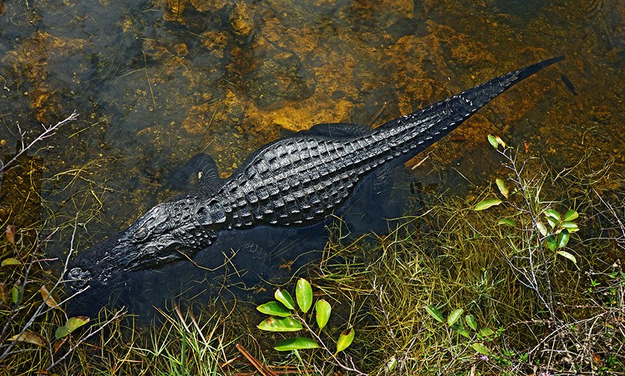 Alligator scales from above