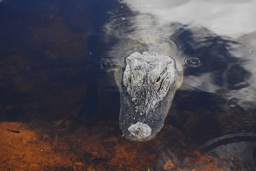 Alligator snout