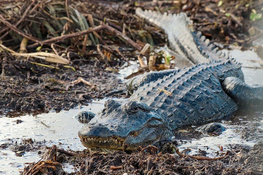 Alligator with scales