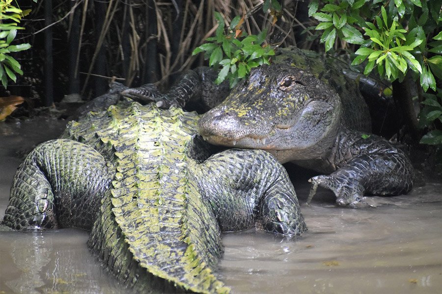 Alligators in mangroves