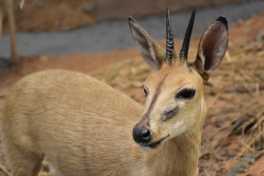 Animals with horns - Duiker