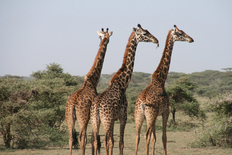 13 Animals With Amazing Long Tails