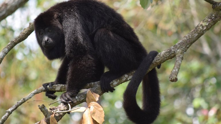 Animals with long tails - Hero