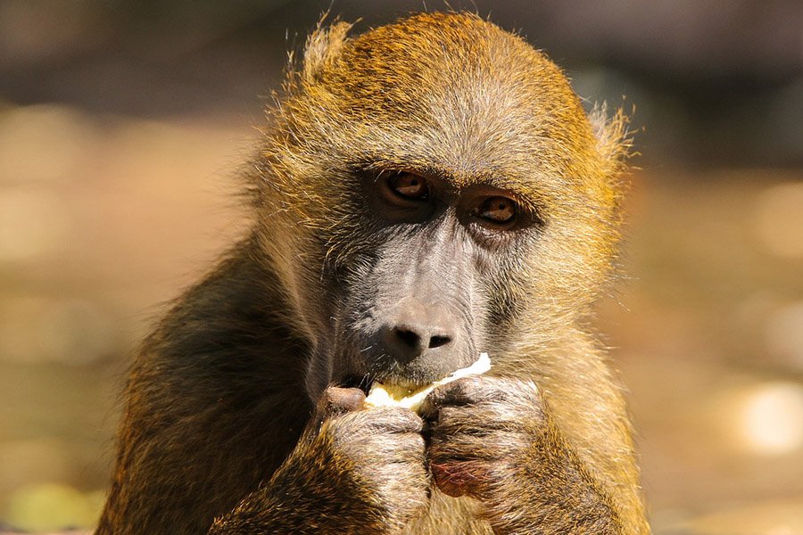 Animals with opposable thumbs - Baboon