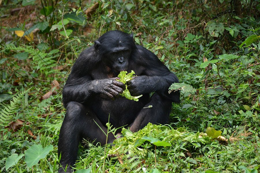 Animals with opposable thumbs - Bonobo