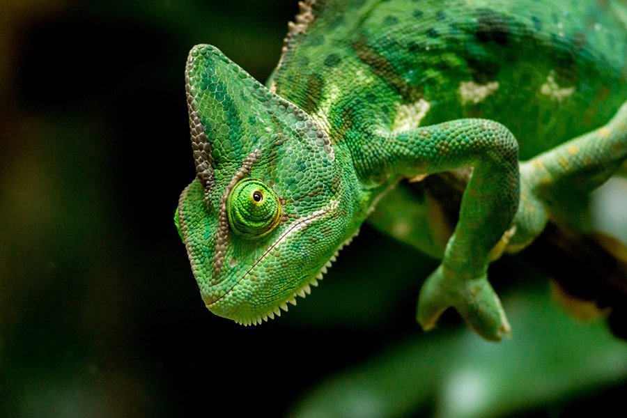 Animals with opposable thumbs - Chameleon