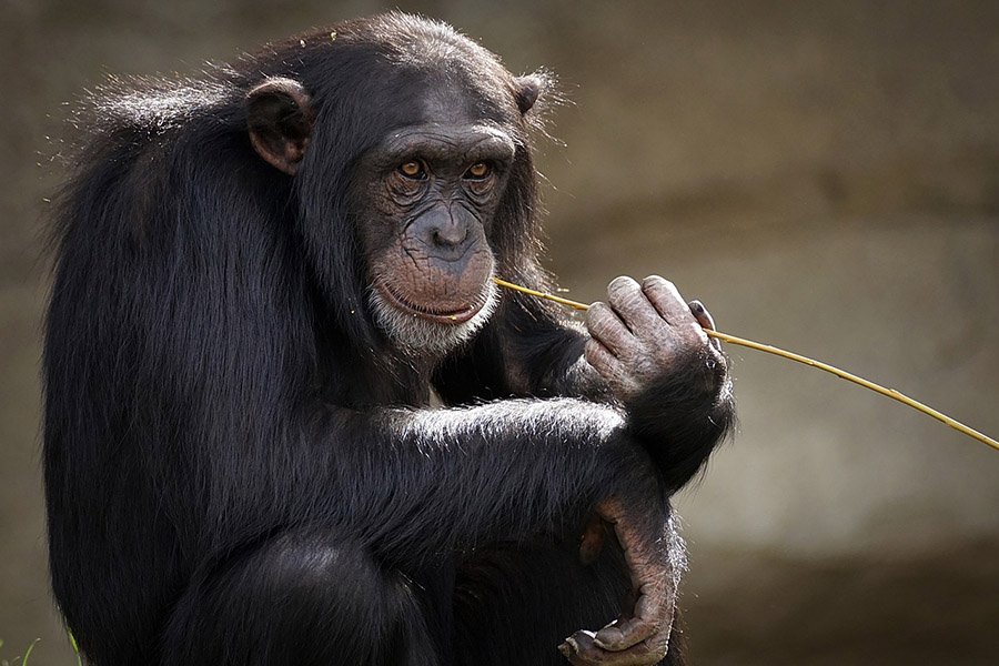 Animals with opposable thumbs - Chimpanzee