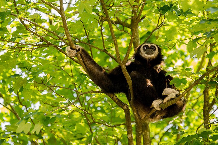Animals with opposable thumbs - Gibbon