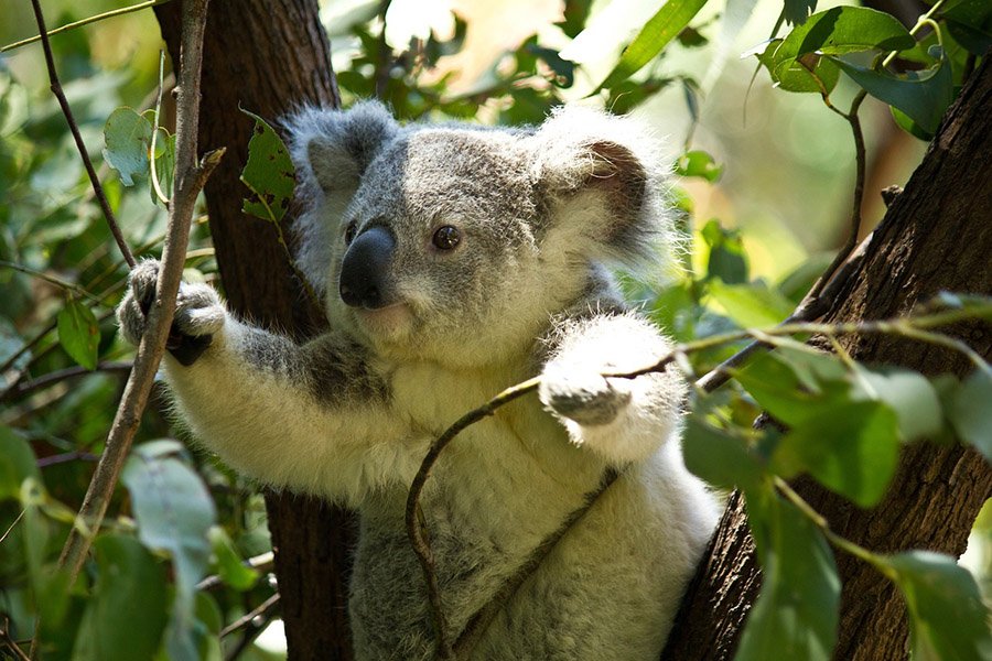 Animals with opposable thumbs - Koala