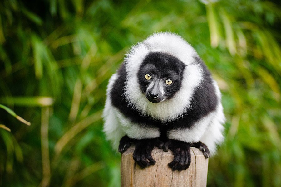 Animals with opposable thumbs - Lemur