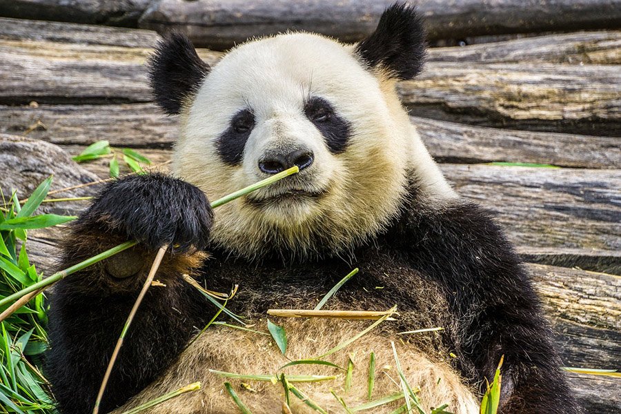 Animals with opposable thumbs - Panda