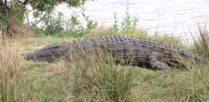 Do Alligators Have Scales? Alligator Skin 101