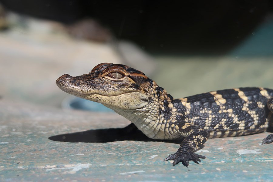 Baby alligator closeup