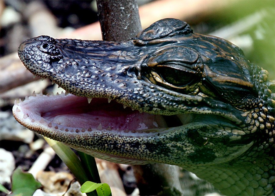 Baby alligator mouth