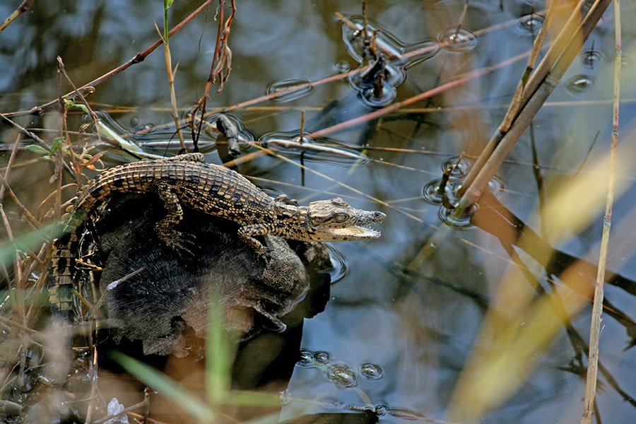 Baby crocodile in nature