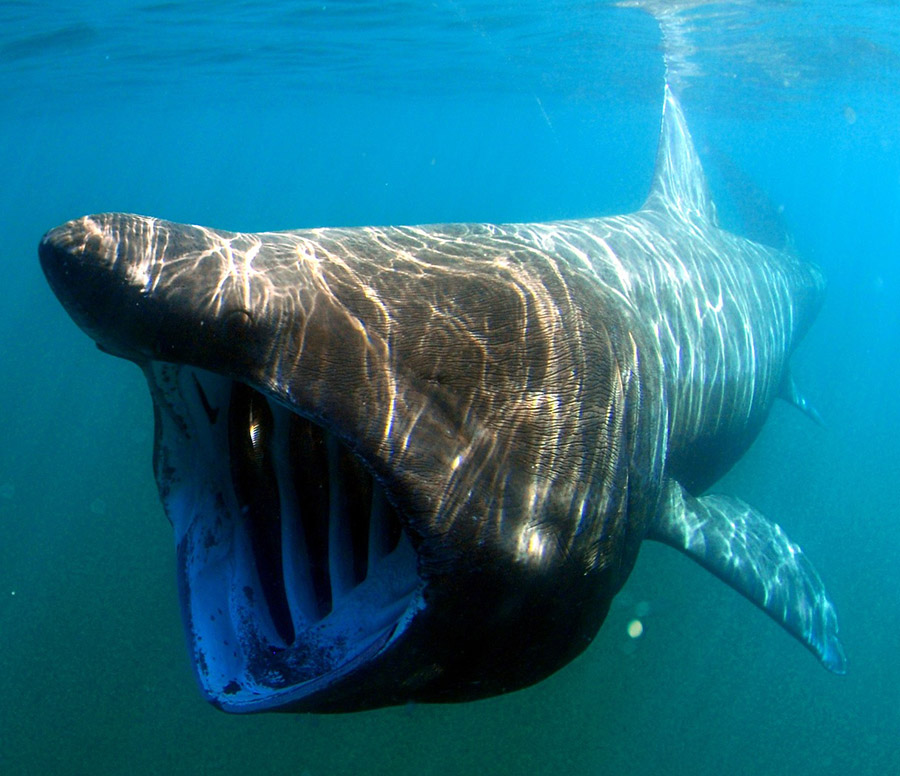 Basking Shark