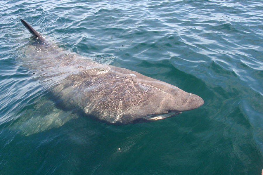 Basking Shark