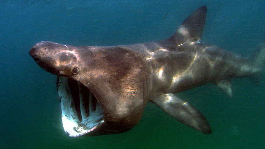 Basking Shark