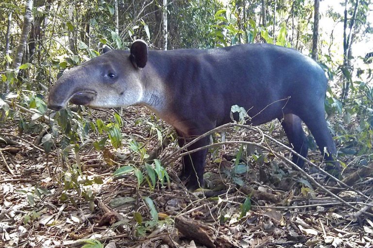 Meet The National Animal of Belize, The Baird’s Tapir
