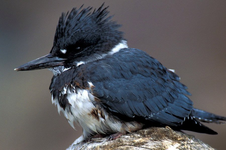 Belted Kingfisher