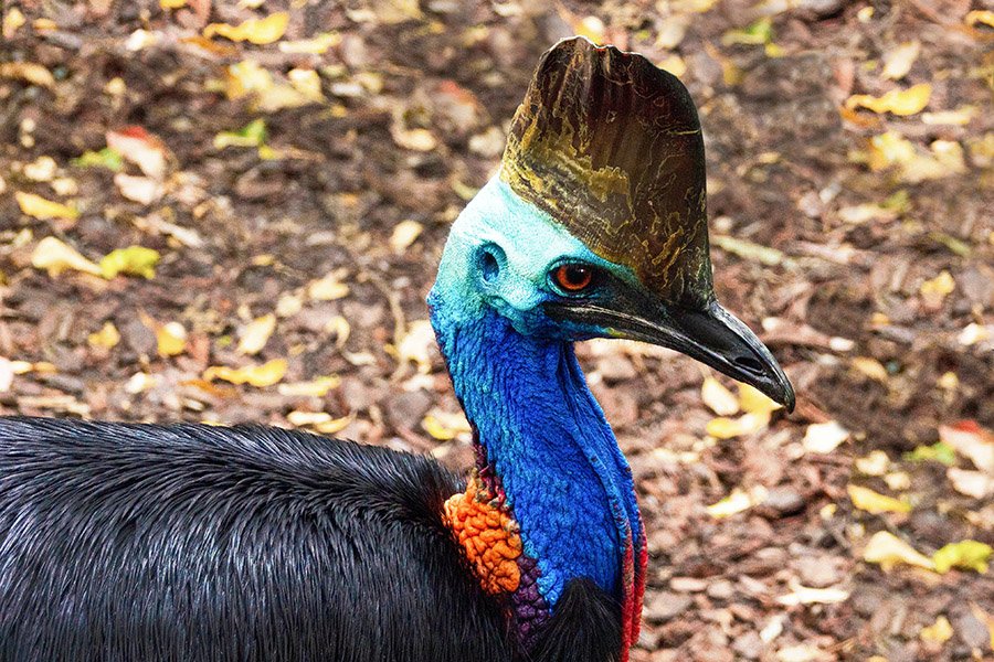 Birds with long legs - Cassowary