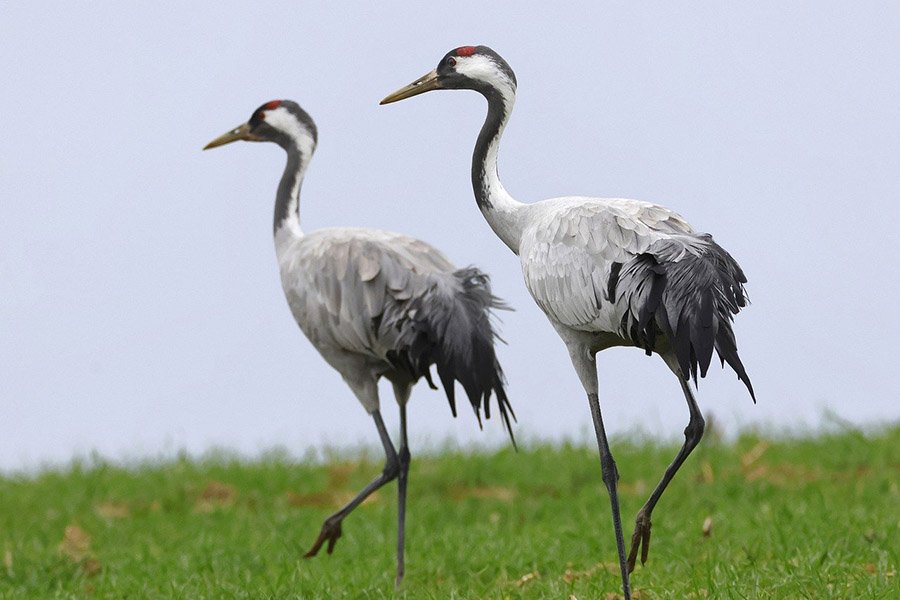 Birds with long legs - Common Crane