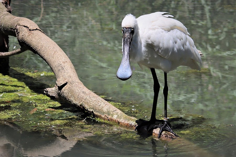 Birds with long legs - Spoonbill