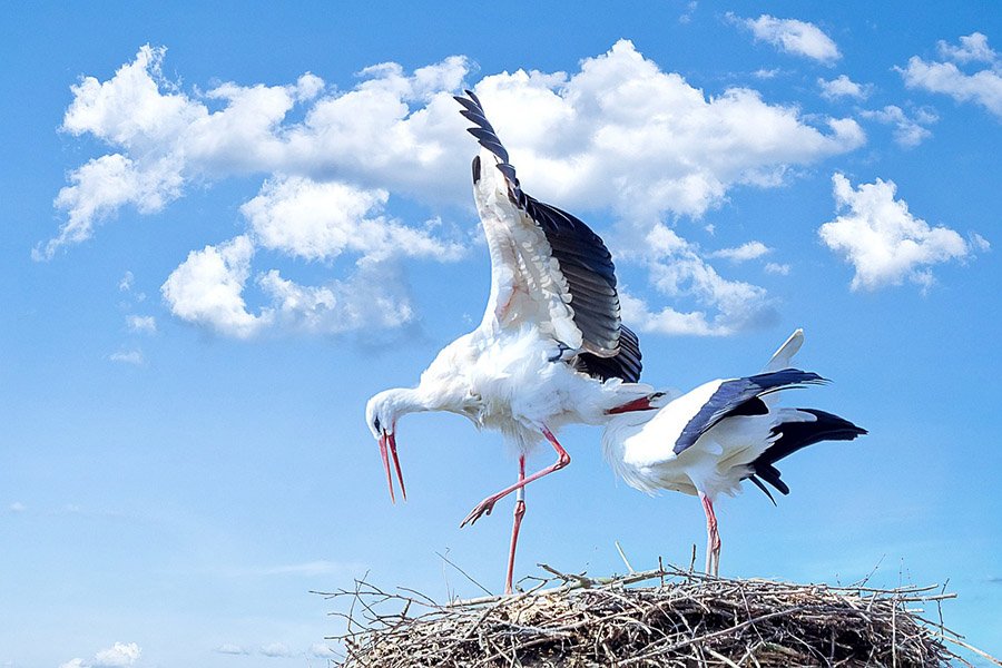 Birds with long legs - White Stork